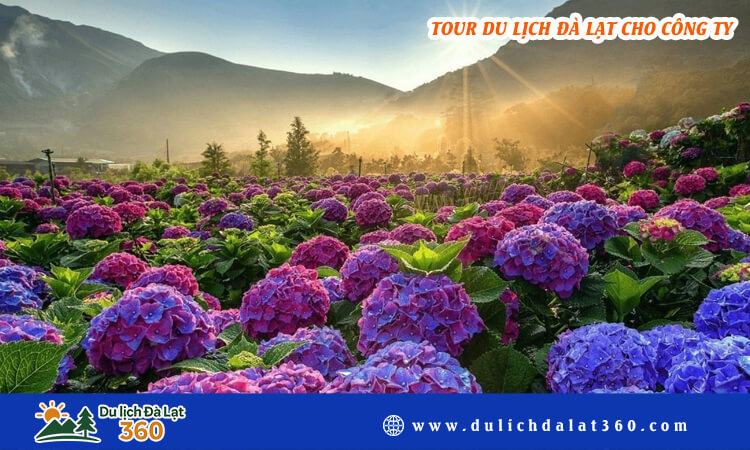 Tour du lịch Đà Lạt cho công ty 