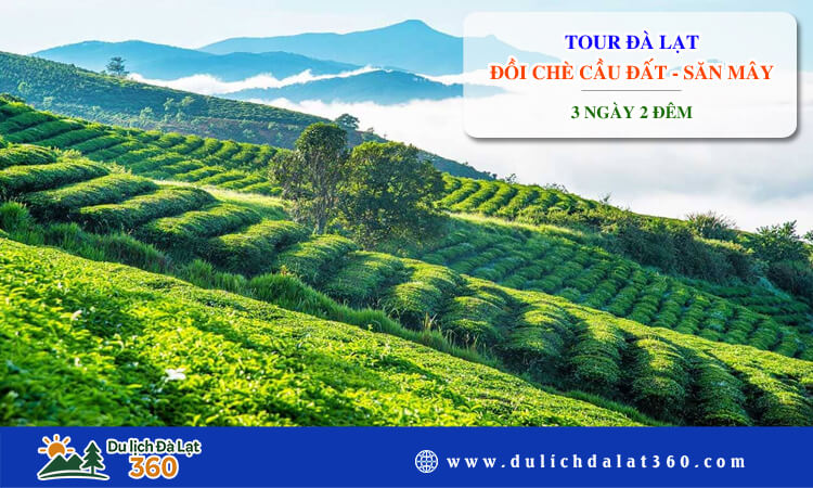 Tour Đà Lạt - Đồi Chè Cầu Đất - Săn Mây 3 ngày 2 đêm 